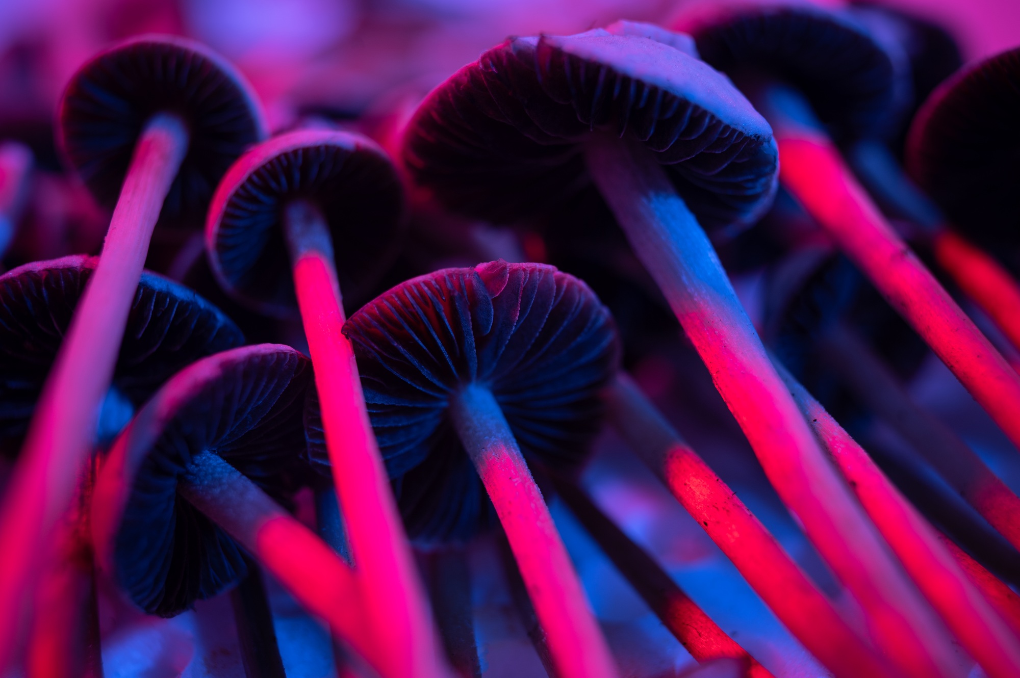 Psilocybin magic mushrooms hallucinogenic